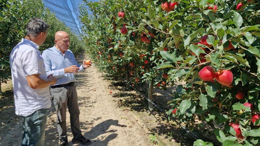 Türkiye'nin elma deposu Karaman'da erkenci elma hasadı başladı: Geçen yıl yok denecek kadar azdı bu yıl rekolte yüksek