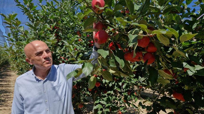 Türkiye'nin elma deposu Karaman'da erkenci elma hasadı başladı: Geçen yıl yok denecek kadar azdı bu yıl rekolte yüksek
