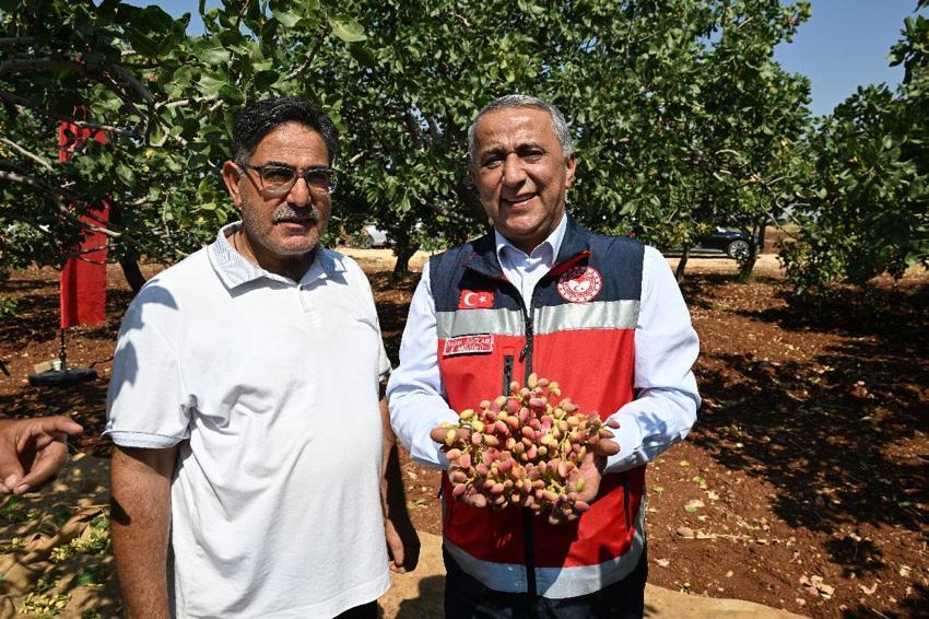 Baklava yapımından tatlılardan yemeğe kadar kullanılan boz Antep fıstığında hasat zamanı