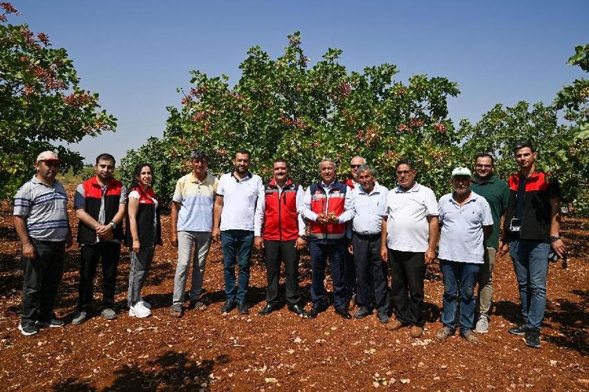 Baklava yapımından tatlılardan yemeğe kadar kullanılan boz Antep fıstığında hasat zamanı