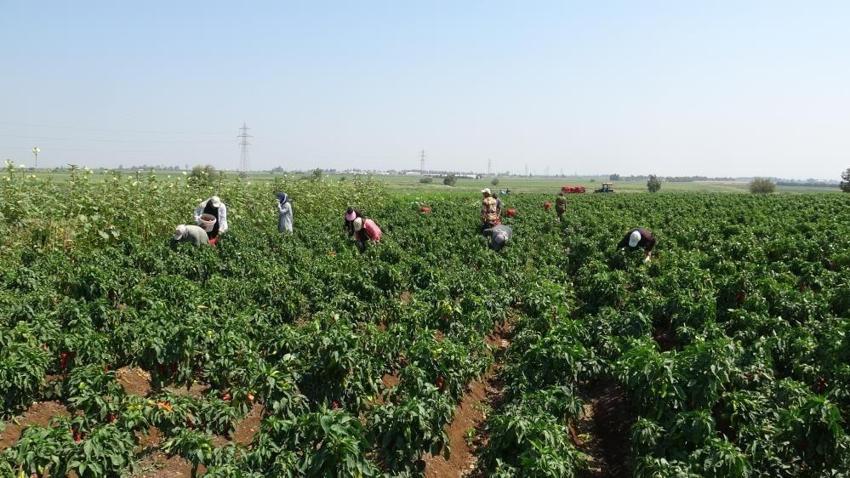 40 derece havada bir de acıyla yanıyorlar: Hatay'da elleri yüze gitmiyor