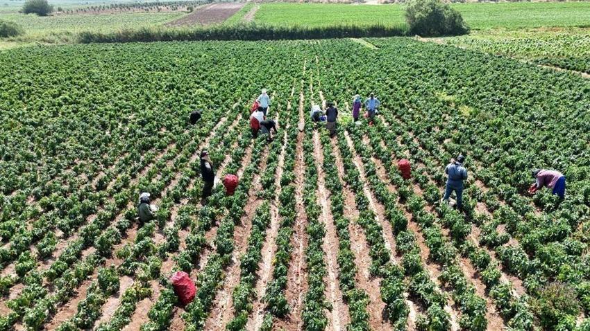40 derece havada bir de acıyla yanıyorlar: Hatay'da elleri yüze gitmiyor