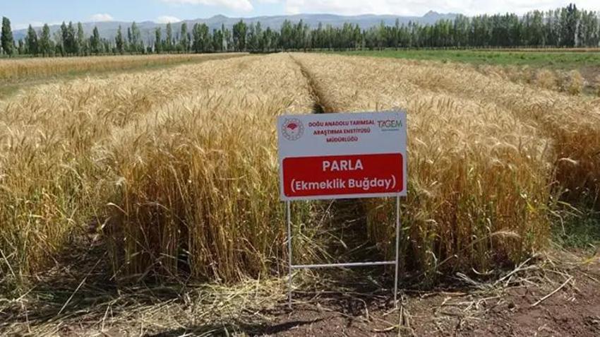 Erzurum’da geliştirildi, Türkiye’ye yayılıyor! Yüksek verimiyle çiftçinin yüzünü güldürecek