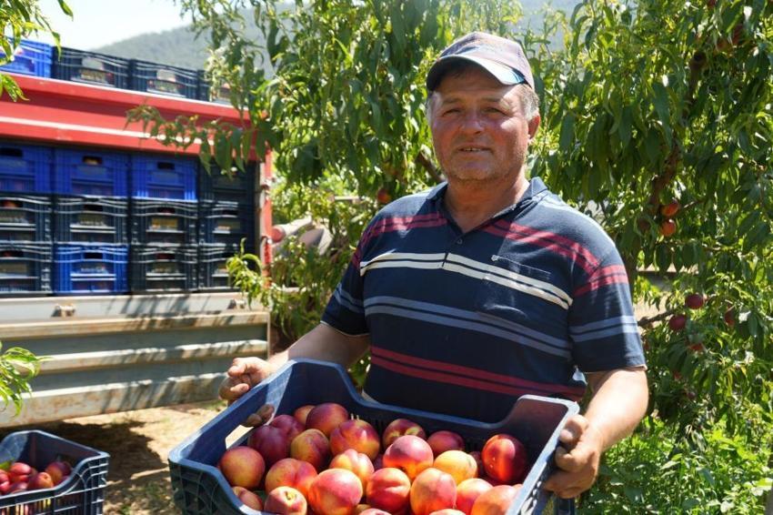 Üretici ne yapacağını şaşırdı! Geçen yıl 70 liraydı, bu yıl 10 liraya düştü: Market fiyatları ise isyan ettirdi