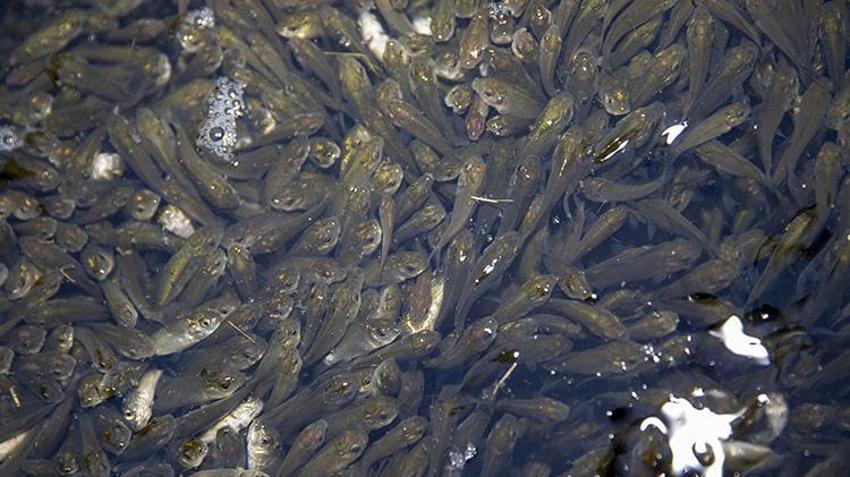 Bolu'da yetiştirilen sazanlar Ankara'nın baraj ve göletlerini bereketlendirecek!