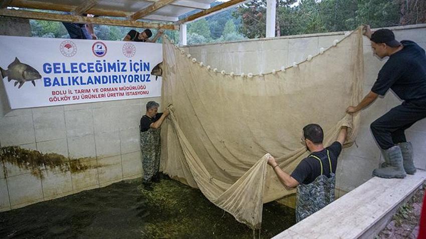 Bolu'da yetiştirilen sazanlar Ankara'nın baraj ve göletlerini bereketlendirecek!