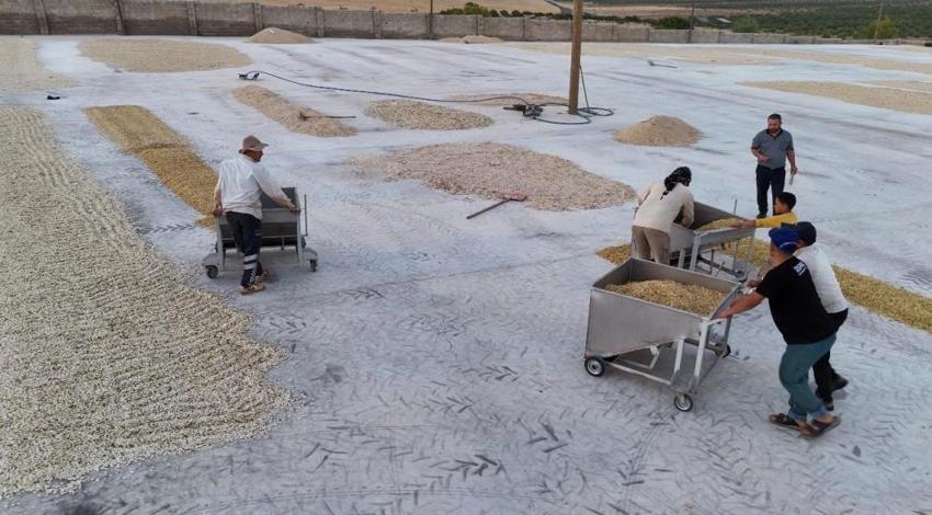 Şanlıurfa'da 'yeşil altın' mesaisi başladı: Tescilli Urfa keten köyneği ve antep fıstığında hasat heyecanı!