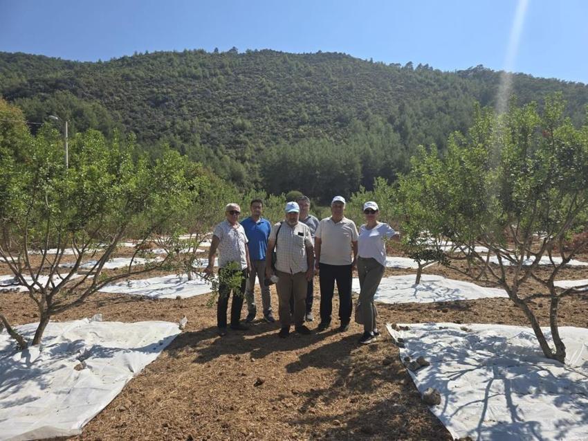 Muğla'da 11 yıl sonra hasat başladı: Kilosu 50 bin lira!