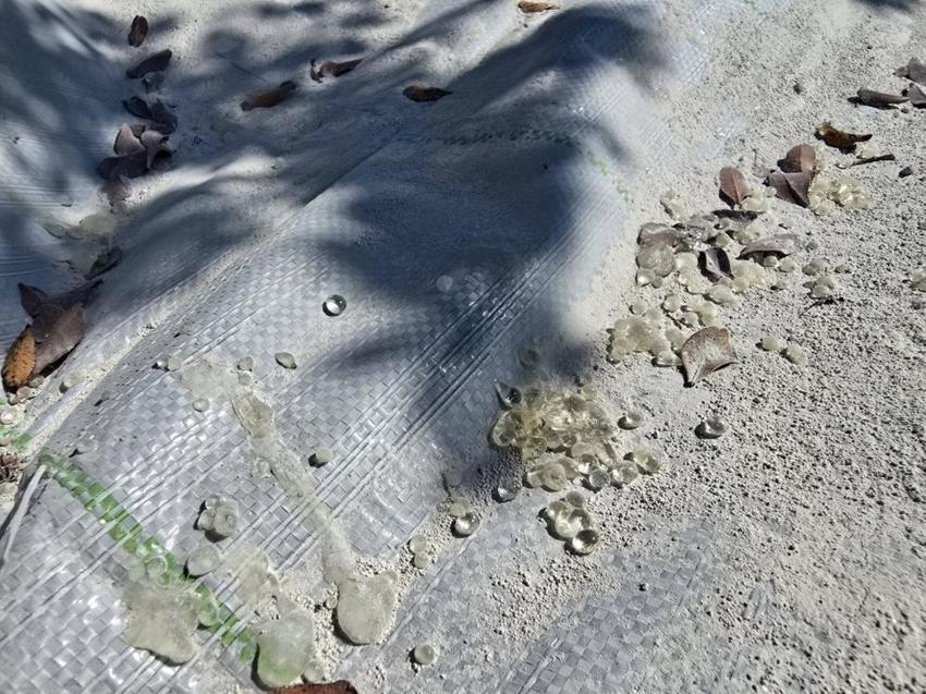 Muğla'da 11 yıl sonra hasat başladı: Kilosu 50 bin lira!