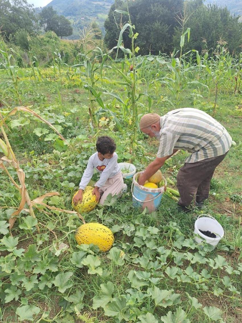 Sinop’ta küçük tarladan büyük sonuç aldılar! 2 dönümlük alanda yüzleri güldüren hasat
