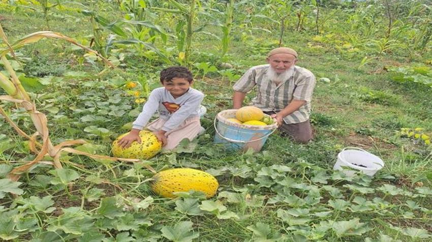 Sinop’ta küçük tarladan büyük sonuç aldılar! 2 dönümlük alanda yüzleri güldüren hasat