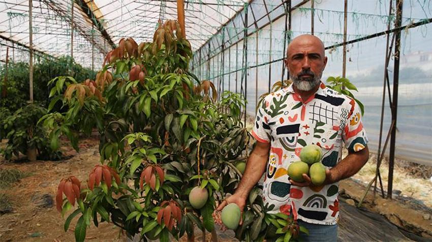 Alanya çiftçisi altın değerinde hasat yapıyor! Avrupa ve Rusya o ürünün peşinde: Dünya sofralarının tedarikçisi oldu
