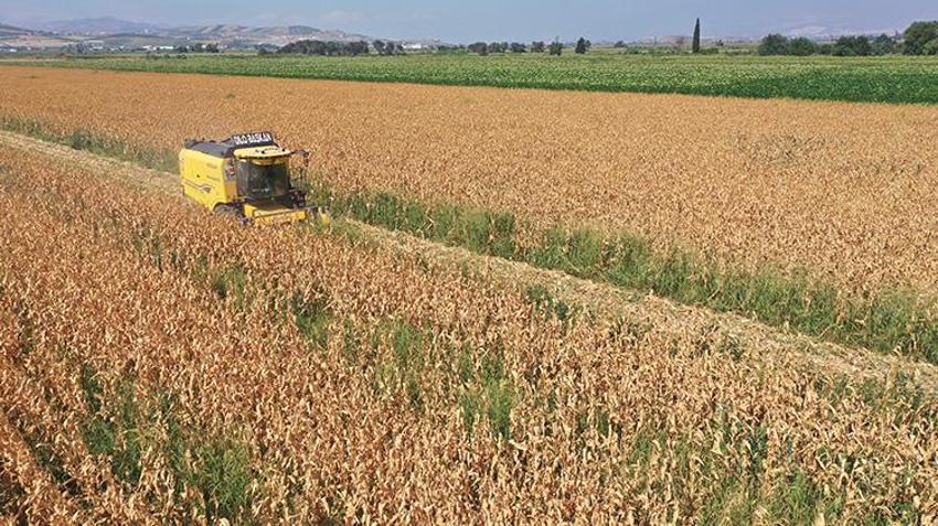Amik Ovası’nda Eylül'ün ortasına kadar sürecek hasat başladı! Çiftçinin gözü fiyatlara çevrildi