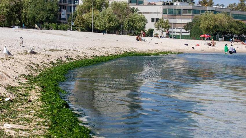 Denize girmek yasak ama onlar aldırmadı! Çiroz Plajı’nda dikkat çeken görüntüler