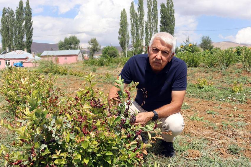 Süper meyve aronya ile ilçeyi kalkındıracaklar