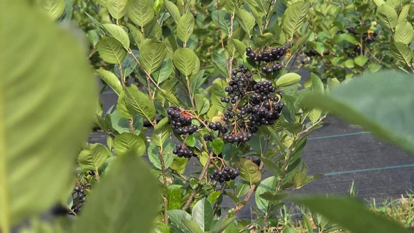 Süper meyve aronya ile ilçeyi kalkındıracaklar