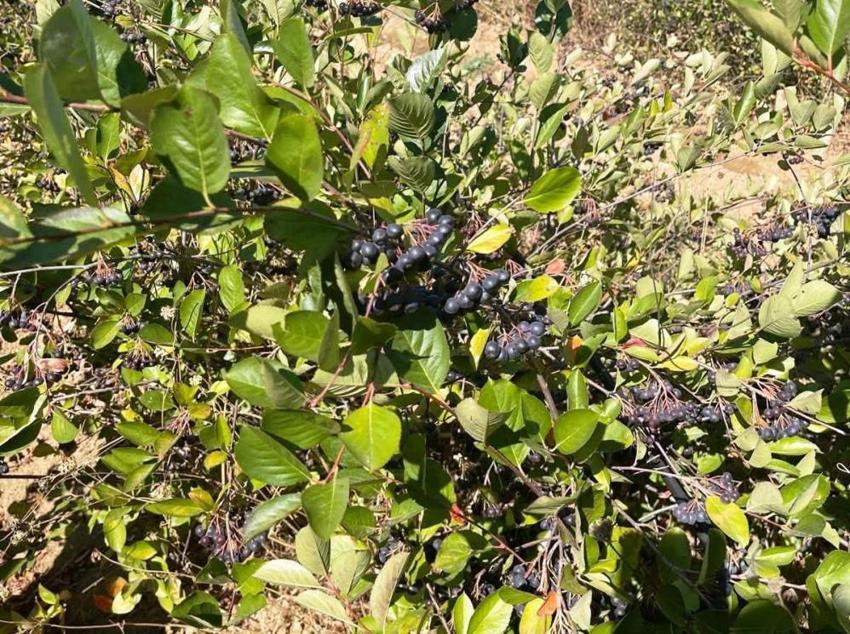 Süper meyve aronya ile ilçeyi kalkındıracaklar
