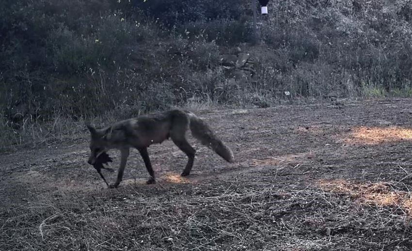 Ganos Dağları'nın gizli yaşamı kamerada! Fotokapan birbirinden özel anları böyle kaydetti