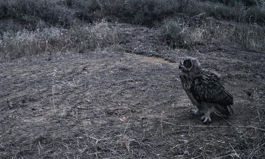 Ganos Dağları'nın gizli yaşamı kamerada! Fotokapan birbirinden özel anları böyle kaydetti