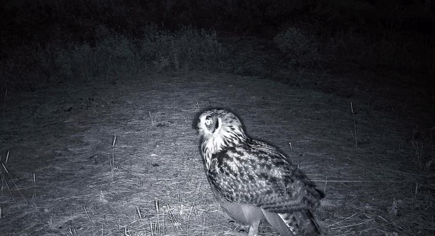 Ganos Dağları'nın gizli yaşamı kamerada! Fotokapan birbirinden özel anları böyle kaydetti