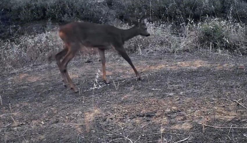 Ganos Dağları'nın gizli yaşamı kamerada! Fotokapan birbirinden özel anları böyle kaydetti