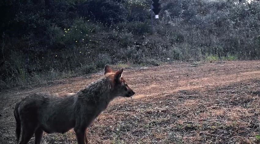 Ganos Dağları'nın gizli yaşamı kamerada! Fotokapan birbirinden özel anları böyle kaydetti