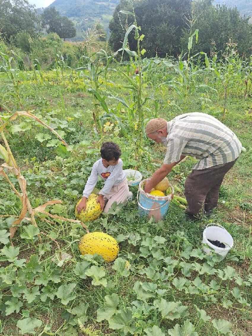 Türkeli’de küçük ölçekli tarımsal üretim büyük ürün verdi