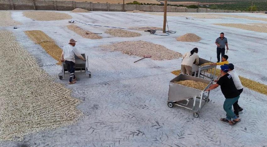 Şanlıurfa’nın tescilli ürününde hasat başladı! Kilogram fiyatı 2 bin lirayı buluyor