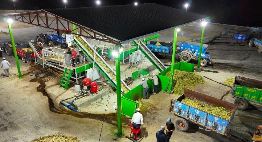 Şanlıurfa’nın tescilli ürününde hasat başladı! Kilogram fiyatı 2 bin lirayı buluyor