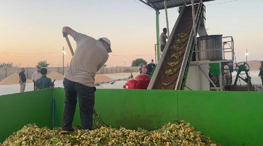 Şanlıurfa’nın tescilli ürününde hasat başladı! Kilogram fiyatı 2 bin lirayı buluyor