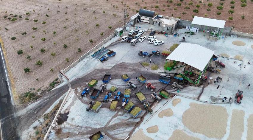 Şanlıurfa’nın tescilli ürününde hasat başladı! Kilogram fiyatı 2 bin lirayı buluyor