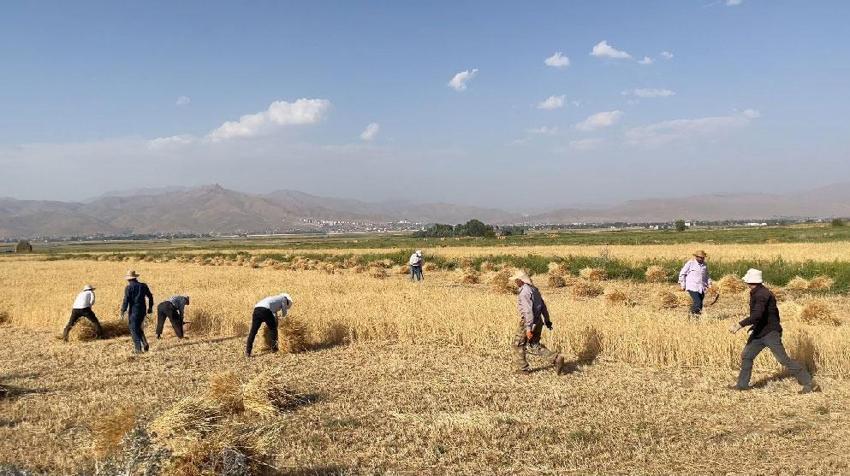 Hakkari'de asırlık gelenek: Yüksekova'da imece usulü hasat dönemi devam ediyor