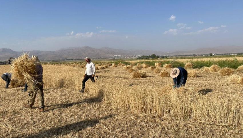 Hakkari'de asırlık gelenek: Yüksekova'da imece usulü hasat dönemi devam ediyor