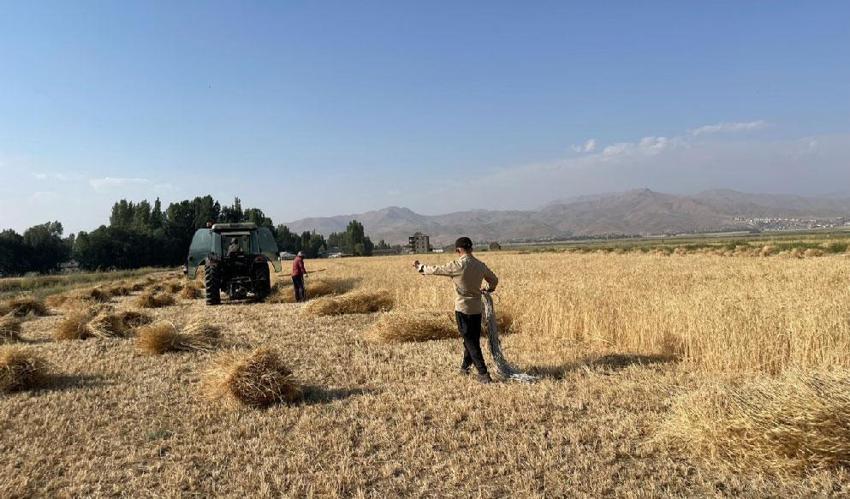 Hakkari'de asırlık gelenek: Yüksekova'da imece usulü hasat dönemi devam ediyor