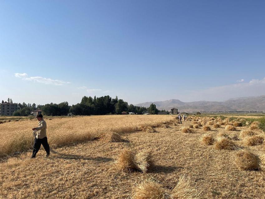 Hakkari'de asırlık gelenek: Yüksekova'da imece usulü hasat dönemi devam ediyor