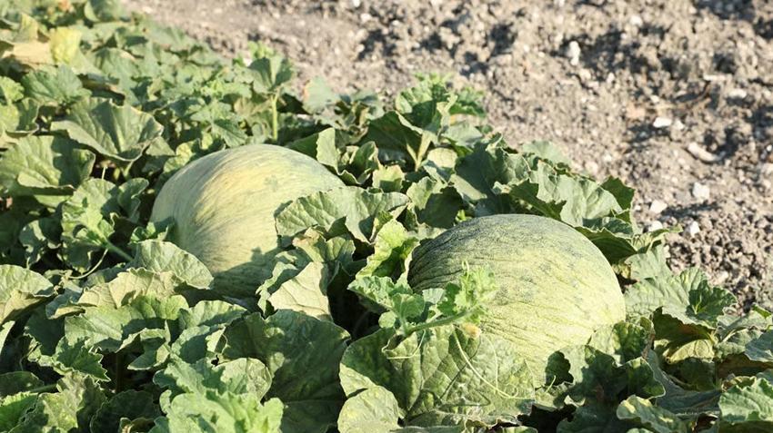 Sadece Bursa'dan çıkıyor, tarlada görenler yüzüne bakmıyor! Hırsız almaz'ın fiyatı altını solladı