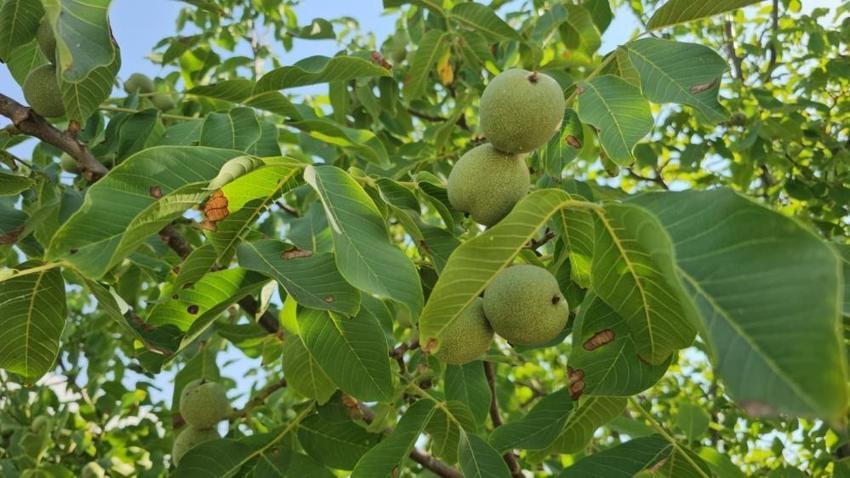 Hem verim arttı hem talep patladı! Bitlisli üreticinin kazancı katlanacak