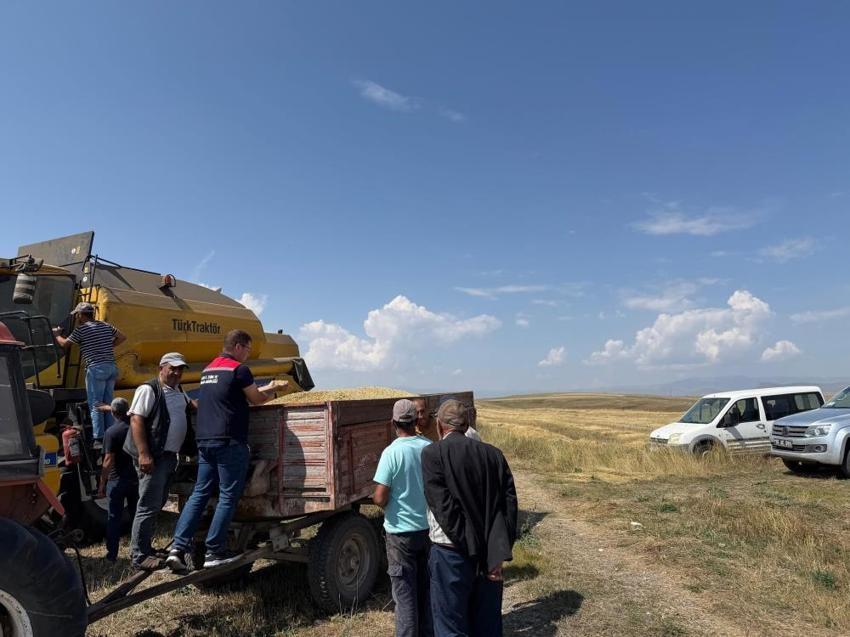 Kars'ın altın değeri toprakla buluştu: Binlerce yıllık Kavılca buğdayı tarlalardan kaldırılıyor!