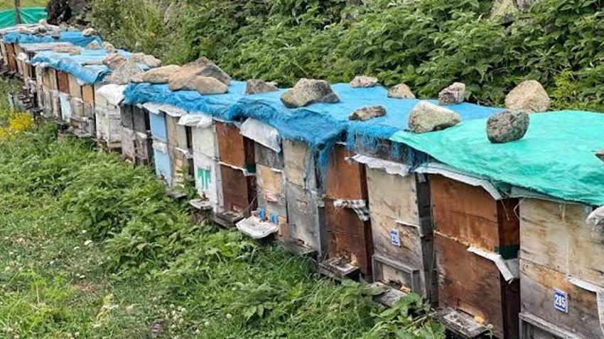 Anzer balında rekolte düştü, fiyat fırladı! Kilosu 7 bin liradan satılacak