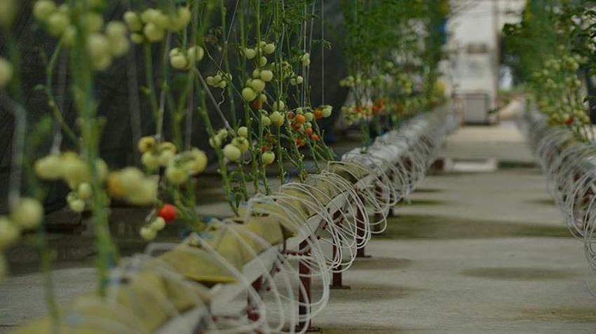 Riz'de çay atığı dövize dönüşecek; 'çaykopit’le üretimde ilk mahsuller alındı