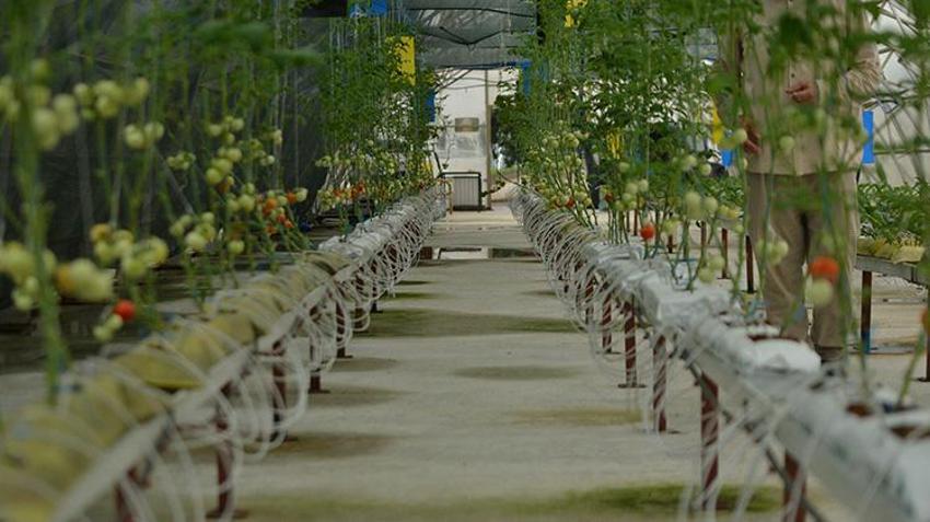 Riz'de çay atığı dövize dönüşecek; 'çaykopit’le üretimde ilk mahsuller alındı