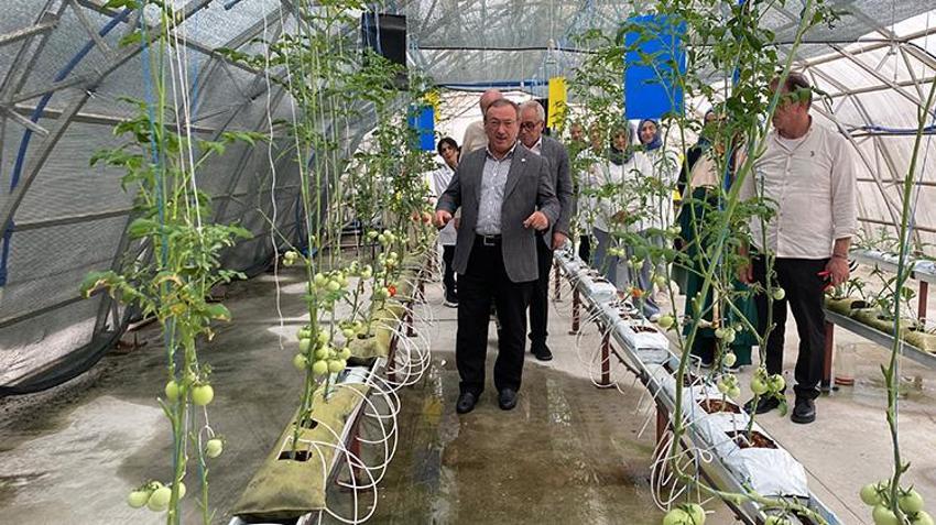 Riz'de çay atığı dövize dönüşecek; 'çaykopit’le üretimde ilk mahsuller alındı