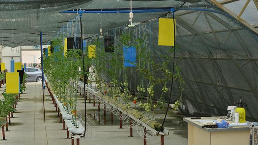 Riz'de çay atığı dövize dönüşecek; 'çaykopit’le üretimde ilk mahsuller alındı