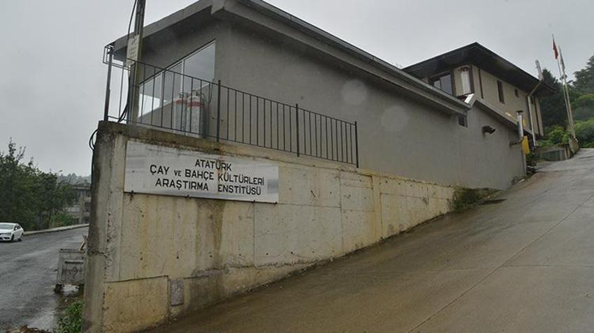Riz'de çay atığı dövize dönüşecek; 'çaykopit’le üretimde ilk mahsuller alındı