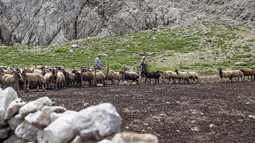 Ayı ve kurt saldırılarına rağmen vazgeçmiyorlar! Tuncelili köylülerin 3 bin rakımdaki zorlu mesaisi