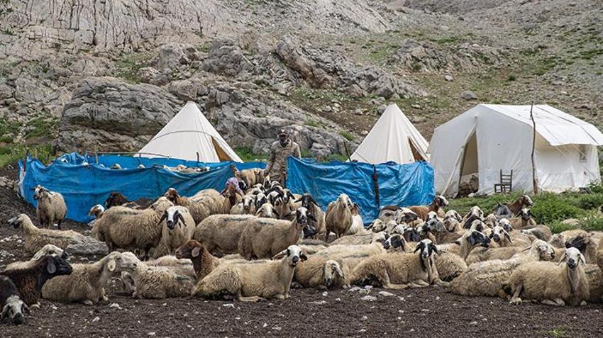 Ayı ve kurt saldırılarına rağmen vazgeçmiyorlar! Tuncelili köylülerin 3 bin rakımdaki zorlu mesaisi