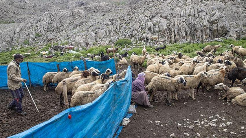 Ayı ve kurt saldırılarına rağmen vazgeçmiyorlar! Tuncelili köylülerin 3 bin rakımdaki zorlu mesaisi
