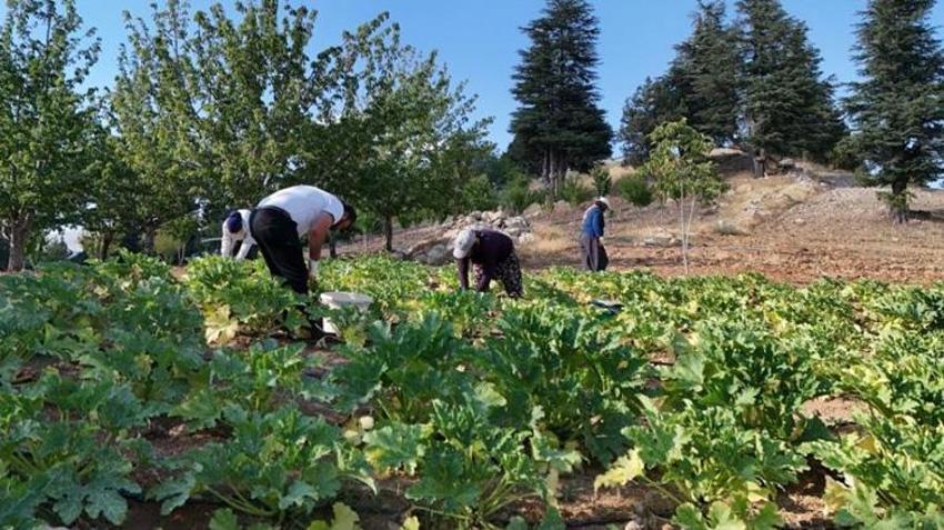 Çalıştığı fabrika yıkılınca köyüne döndü! Öyle bir iş kurdu ki günde 600 kilo ürün toplayıp yok satıyor