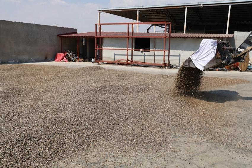 Kahramanmaraş'ta ay çekirdeği hasadı başladı! 10 bin ton rekolte bekleniyor: Üreticinin yüzü gülüyor!