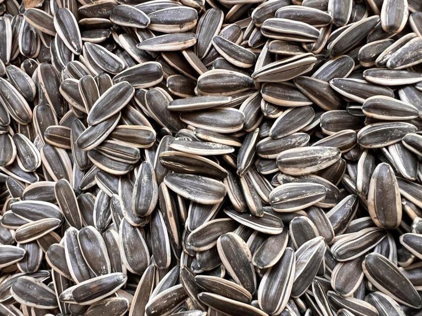 Kahramanmaraş'ta ay çekirdeği hasadı başladı! 10 bin ton rekolte bekleniyor: Üreticinin yüzü gülüyor!